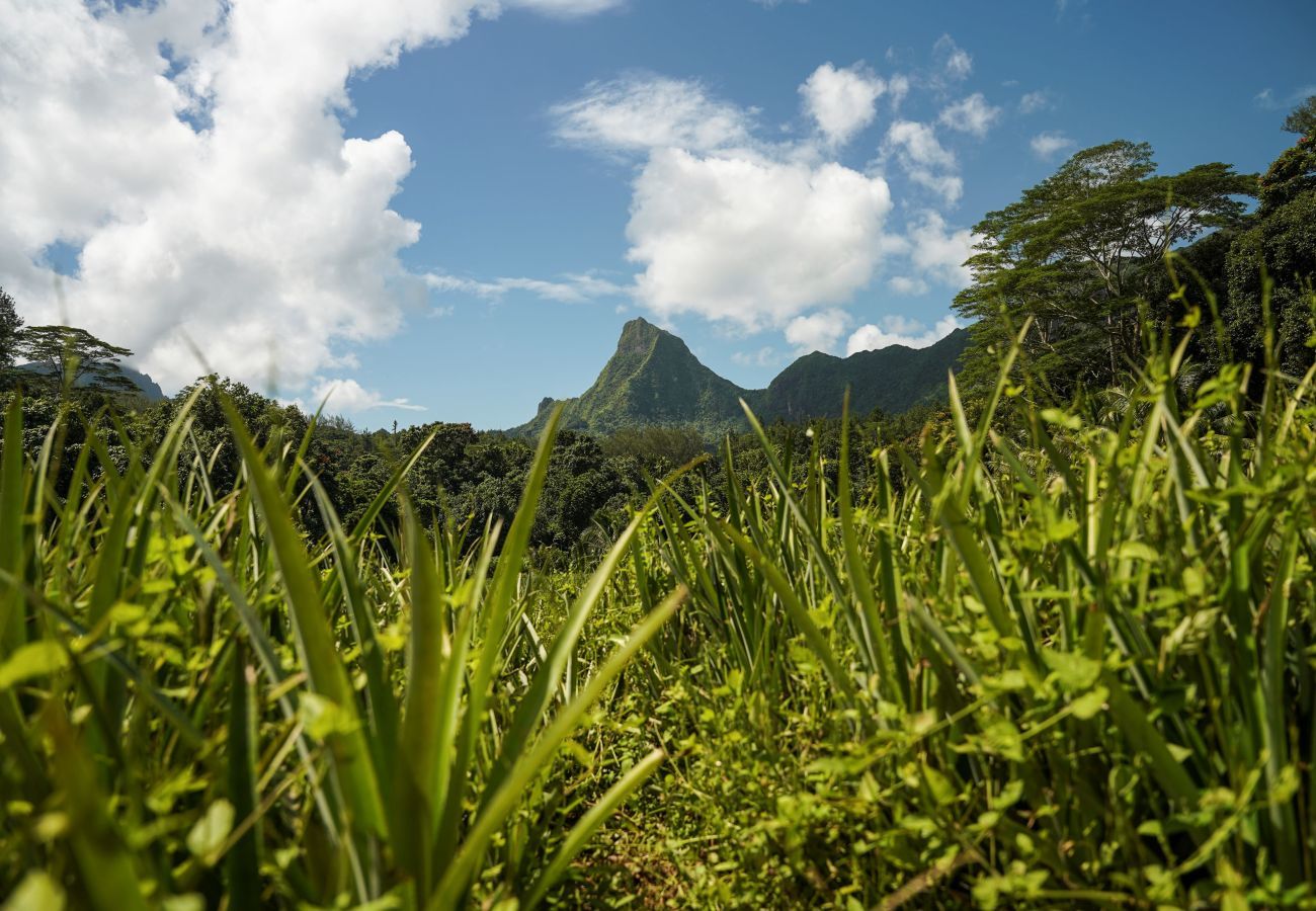 Casa em Paopao - MOOREA - Paopao Pool Mountain