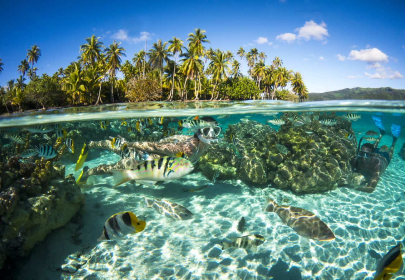 Máscara e snorkel fornecidos para observação da vida marinha!